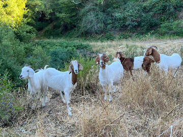 Four goats in a grassy patch.